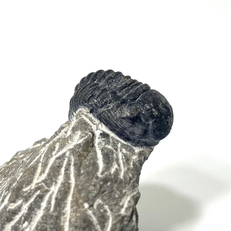 Trilobite Fossil On Natural Matrix - Moroccan Excellent Definition 32mm