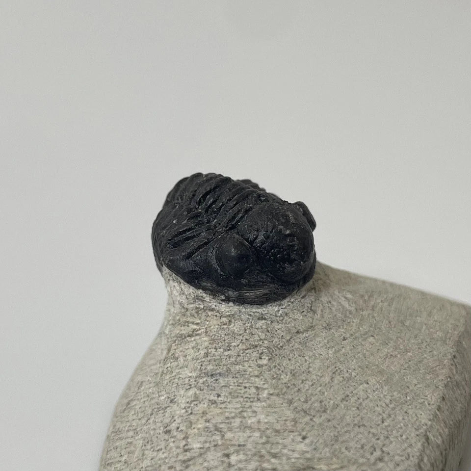 Trilobite Fossil On Natural Matrix - Moroccan Excellent Definition ~ 25mm